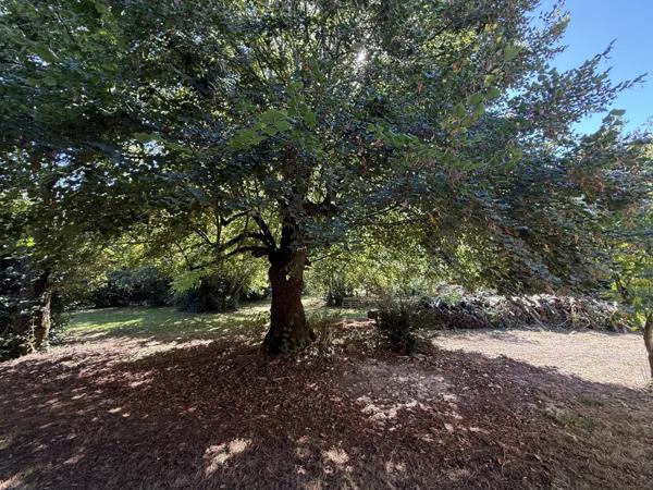 PIED PIED avec 4600m² Terrain bien arboré