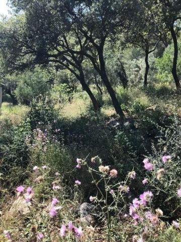 MAGNIFIQUE TERRAIN VUE MER