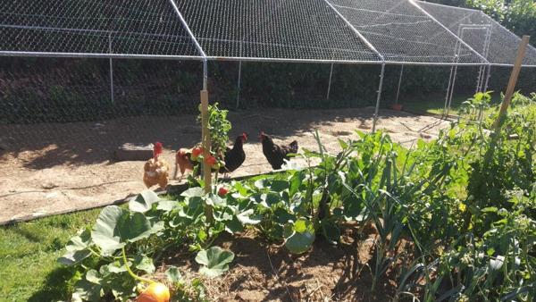 Maison Bois Esprit Chalet