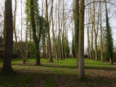 Bois à vendre à Nogent-le-Rotrou dans l'Eure-et-Loir (28400), ref : NOG 1039