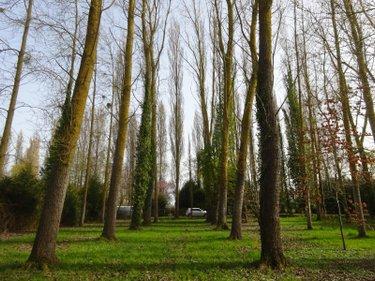 Bois à vendre à Nogent-le-Rotrou dans l'Eure-et-Loir (28400), ref : NOG 1039