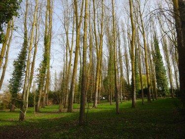 Bois à vendre à Nogent-le-Rotrou dans l'Eure-et-Loir (28400), ref : NOG 1039