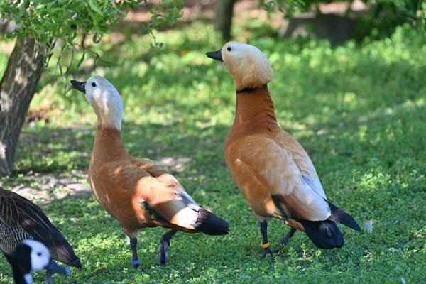 Terrain de loisir avec étang ! Calme, nature et autonomie