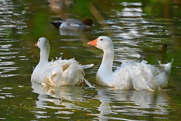 Terrain de loisir avec étang ! Calme, nature et autonomie