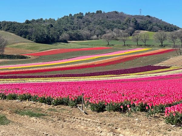 Maison de Maître 10 pièces sur 3 hectares proche Manosque , entre campagne et champs de lavandes