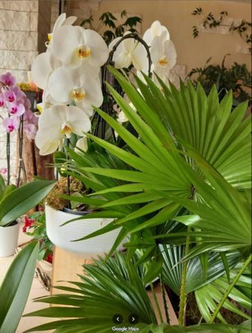 75013 PARIS : RARE !! FLEURISTE - 72 M² AVEC LOGEMENT DE FONCTION 43 M²  - SITUÉ SUR UN BOULEVARD