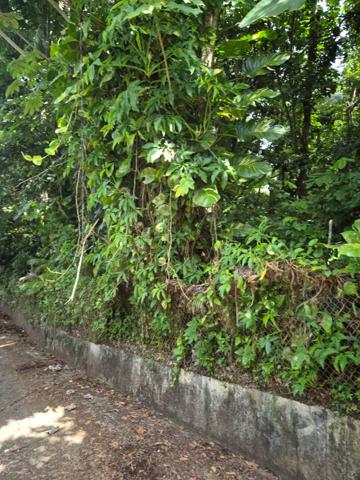 Achat terrain Le Lamentin - 1030 m² - 125 000 €