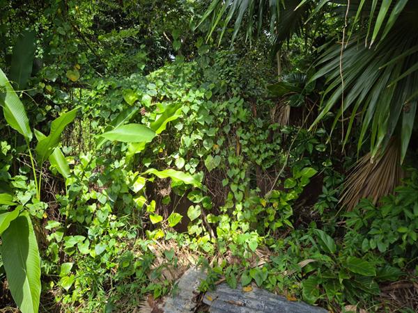 Achat terrain Le Lamentin - 1030 m² - 125 000 €