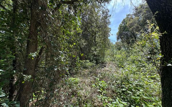 Terrain à vendre    Saint-Privat-des-Vieux