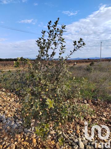 Terrain à vendre 4 952 m² Sainte-Cécile-les-Vignes
