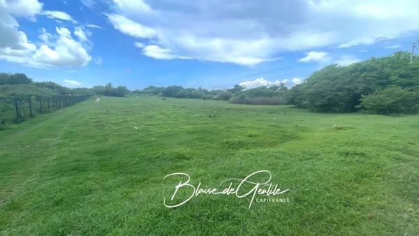 Terrain agricole à vendre LE MOULE (971)