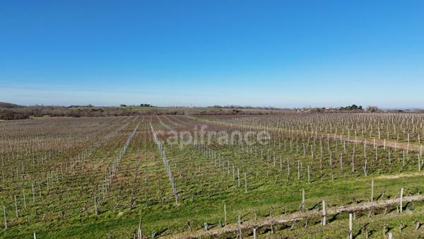 Société d’exploitation viticole – Médoc Cru Bourgeois AOC – Vin médaillé