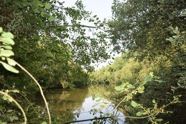 Étang à vendre à Martigné-sur-Mayenne en Mayenne (53470), ref : 53075/FC119 Étang à vendre à Martigné-sur-Mayenne en Mayenne (53470), ref : 53075/FC119 Étang à vendre à Martigné-sur-Mayenne en Mayenne (53470), ref : 53075/FC119