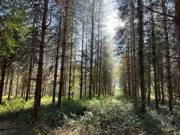 Vente
                Demeure de Prestige200 m² - 10 Pièces -
                    GIEN (45500)