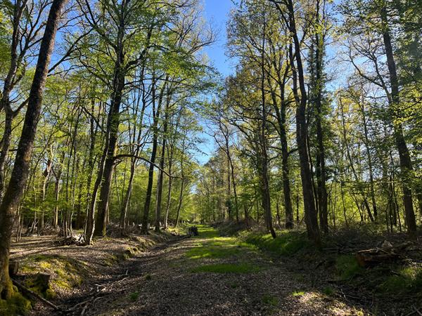 Vente
                Demeure de Prestige200 m² - 10 Pièces -
                    GIEN (45500)