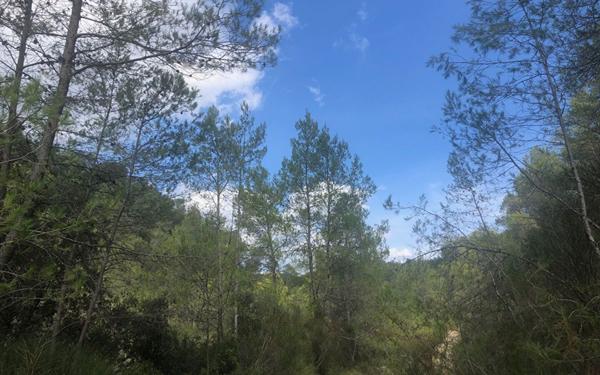 Terrain à vendre    Cuers