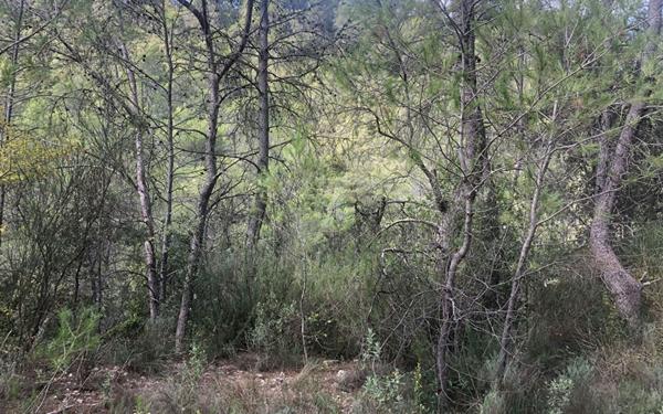 Terrain à vendre    Cuers