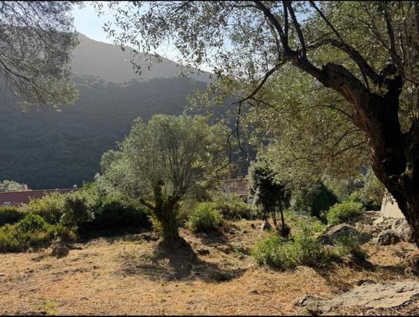 Vente Terrain 1124 m2 à Olmeto