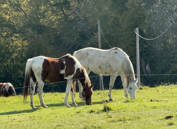 Maison de caractère 250 m²  - 2 hectares -Vue Pyrénées - Proche Masseube