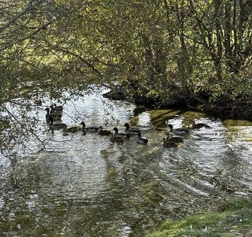 Maison de caractère 250 m²  - 2 hectares -Vue Pyrénées - Proche Masseube