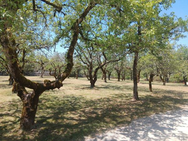 Crayssac 46150 Maison de plain-pied de 215 m², grand terrain et jolie piscine