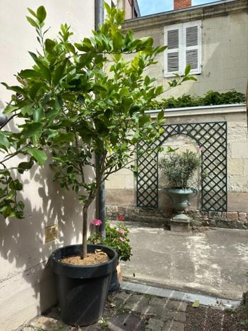 SAUMUR Centre-ville Historique, A 100m de la Place Saint Pierre, Appartement de style 1 chambre possibilité 2