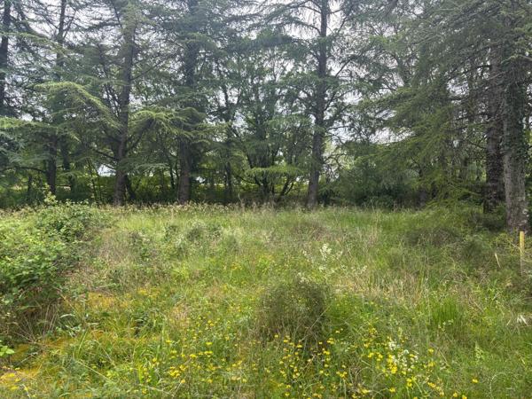 Terrain plat, arboré et viabilisé