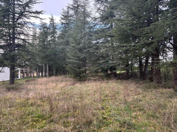 Terrain plat, arboré et viabilisé