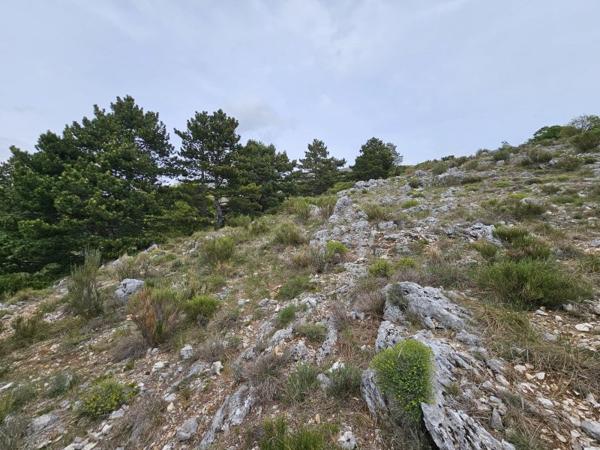 Vente / Terrain