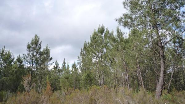 Vente / Terrain