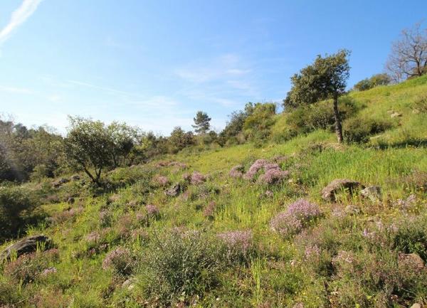 Terrain à vendre    Roquefort-les-Pins