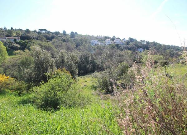 Terrain à vendre    Roquefort-les-Pins