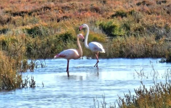 Vente Maison Dans résidence avec Piscine Portiragnes-plage   