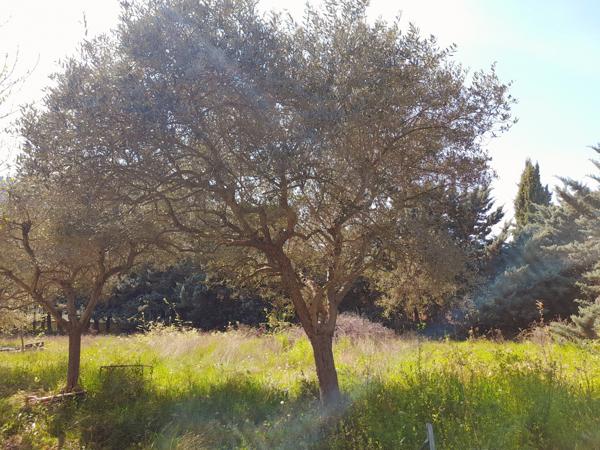 Robion (84440) TERRAIN CONSTRUCTIBLE AU PIED DU LUBERON