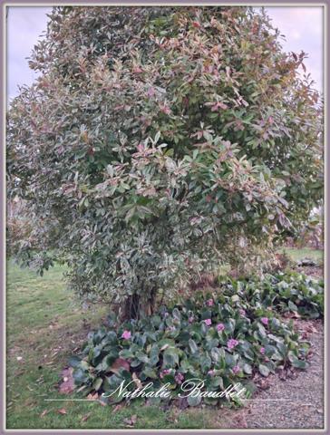 Saint-Symphorien (72240) Pavillon plain-pied sur 2731 m² de terrain avec dépendance.