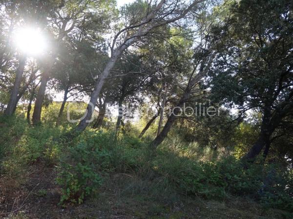 Terrain de 1 246 m²