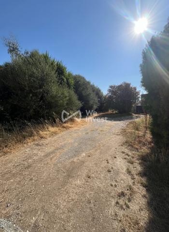 SECTEUR ÉCONOMIQUE, LUCCIANA (HAUTE-CORSE)