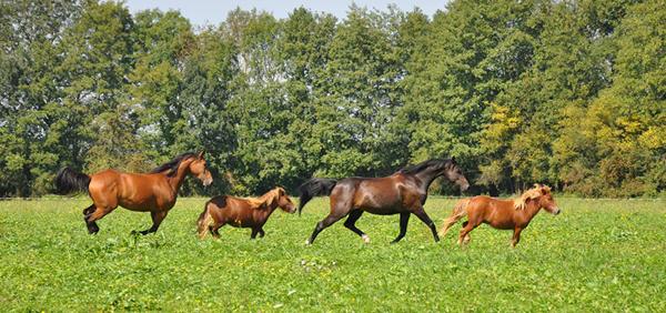 SUD BORDEAUX PROPRIETE EQUESTRE AVEC HABITATION, 19 BOXES, PADDOCK EN HERBE, CARRIERE ET MANEGE