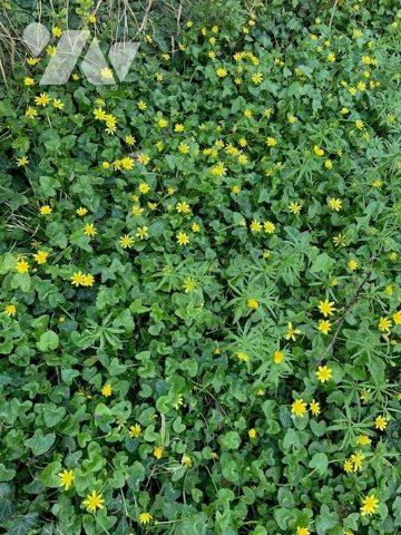 Terrain à vendre Briarres-sur-Essonne