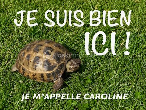 Cette JOLIE MISS défile pour de nouvelles aventures immobilières à CALAIS ( proche du Bd Victor Hugo ).

C'est en 1950 qu'elle a élu domicile dans ce QUARTIER, très recherché pour son CALME et sa TRANQUILLITE.
Elle est proche des COMMERCES, des ECOLES, des COMMODITES, du CENTRE HOSPITALIER, de L'UNIVERSITE, de l'A16 vers BOULOGNE, DUNKERQUE et SAINT-OMER...
Pour parfaire à votre stationnement et protéger vos véhicules ( auto, moto ), elle vous offre la possibilité d'acquérir un GARAGE PRIVATIF ( juste en face ).

Son entretien correct et régulier, lui assure UNE BONNE PRESENTATION ( elle est prête pour son nouveau défilé ).

Sa BELLE PORTE s'ouvre, elle vous souhaite la BIENVENUE et vous accueille dans son HALL/COULOIR.
Cet espace dispose d'une commodité indépendante ( WC ), d'un accès intérieur à la CAVE, et d'une lumineuse cage d'escalier ( parée de briques de verre ).
Une porte s'ouvre vers son SALON, son SEJOUR, et sa BELLE CUISINE équipée, par laquelle vous accéderez à sa SALLE de BAINS ( baignoire, douche, vasque ).
Un baie coulissante dans la cuisine, s'ouvre sur sa TERRASSE et son JARDINET de 33 m2 correctement exposés.

ELLE EST VRAIMENT EN PHASE DE SEDUCTION ( Elle va éblouir le jury ).

Son escalier du 7 eme ciel vous amène sur le palier de son premier étage, qui vous guide vers ses 2 GRANDES CHAMBRES et un ESPACE BUREAU.
Le second  niveau vous propose un comble aménagé en 3 eme GRANDE CHAMBRE.

Pour parfaire aux belles journées d'été, et afin de BRILLER sous les SUN-LIGHTS de Calais, vous pourrez vous exposer dans son jardin sans vis-à-vis...Pour preuve d'un bon ensoleillement, la VIGNE y donne de belles grappes de raisin ( je vous laisserez peut-être l'occasion de goûter quelques grains )

Pour les belles journées en famille, elle vous a prévue de mémorables BARBECUE, de Festives Soirées Calaisiennes, des BRONZETTES RELAXANTES, et la culture d'un MICRO POTAGER BIO ( histoire d'occuper les enfants et que vous restiez en très bonne santé ).

Ses ASPECTS TECHNIQUES :
Elle est raccordée au tout à l'égout, la toiture est en très bon état, les façades sont propres et saines, le CHAUFFAGE et l'eau chaude sont produits par une chaudière GAZ à CONDENSATION, les MENUISERIES sont en DV + VOLETS ROULANTS, L'ISOLATION est CORRECTE ( Classement énergétique en D ), les portes sont en bois massif, les sols sont en parquets et carrelages...

AVEC SES PRESTATIONS, C'EST VRAIMENT LA JOLIE MISS du MOMENT !

Les NOTIONS ECONOMIQUES :
La taxe foncière est de seulement 796 euros, et elle maîtrise parfaitement ses dépenses énergétiques.
Pour parfaire à ses ATOUTS SEDUCTION et à son CHARME, son IMPRESARIO a limité son CACHET !

COMME C'EST UNE FEE DU LOGIS, TOUT EST PARFAITEMENT ENTRETENU...VOUS ENTREZ ET VOUS VOUS INSTALLEZ !

Le SECTEUR est PARFAIT, la MAISON est SAINE, les ASPECTS TECHNIQUES sont CORRECTS, elle vous propose 3 GRANDES CHAMBRES, un JARDIN avec TERRASSE bien exposés, la possibilité d'acquérir un GARAGE...QUE VOULEZ-VOUS DE PLUS ?

Pour assister à son défilé, je vous conseille de vite réserver une place, car elle va avoir de nombreux admirateurs !
Il faut juste m'appeler...Gilles O6 3O 89 OO O8, créateur de rencontres et de belles émotions immobilières.

Je vous invite à visiter mon site : BSK Gilles Fourrier ( à consommer sans modération )

Pour des acquéreurs potentiels, nous sommes en recherche de biens immobiliers à vendre sur l'ensemble des Hauts de France !
N'hésitez pas à nous consulter pour la vente d'une maison, d'un appartement, d'un immeuble, d'un fonds de commerce...Nous pourrons vous OFFRIR votre ESTIMATION, et vous présenter les particularités de nos actions commerciales, qui transforment nos ventes en de très belles réussites immobilières.
