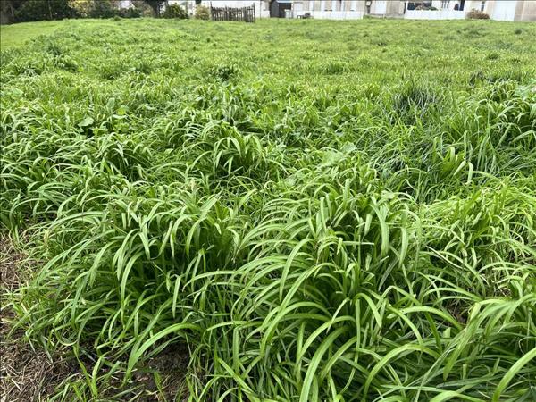 Terrain à vendre |  Treffiagat |  1445 m²