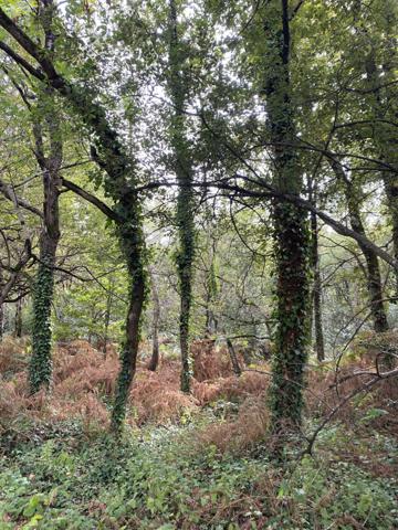Soullans (85300) SOULLANS - TERRAIN BOISE DE PLUS D'UN HECTARE