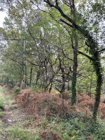 Soullans (85300) SOULLANS - TERRAIN BOISE DE PLUS D'UN HECTARE