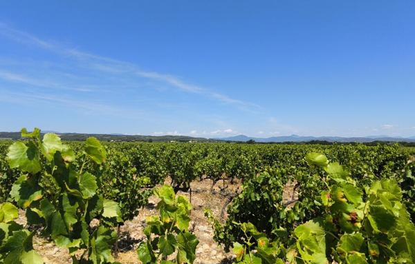 Terrain Agricole de 200 000 m²