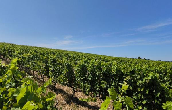 Terrain Agricole de 200 000 m²