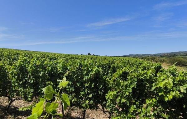 Terrain Agricole de 200 000 m²