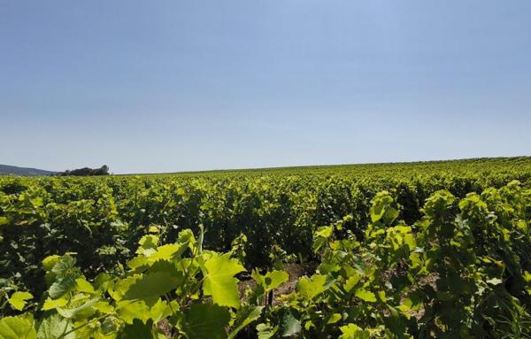 Terrain Agricole de 200 000 m²