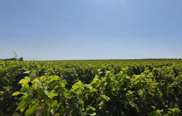 Terrain Agricole de 200 000 m²