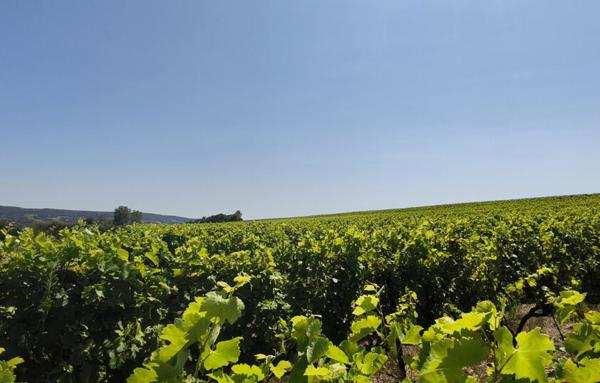 Terrain Agricole de 200 000 m²