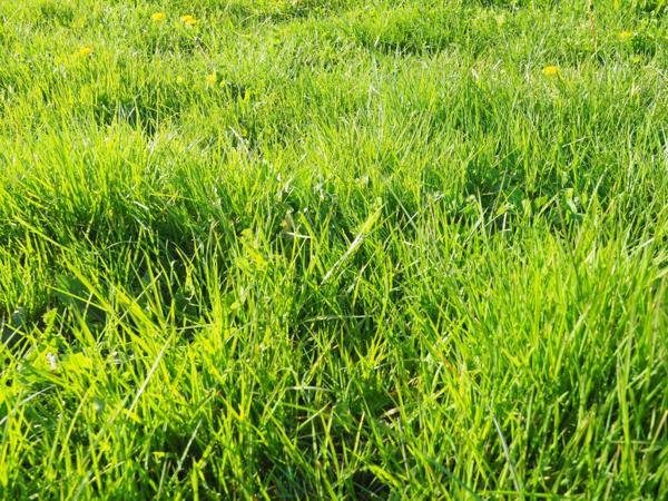 Belle parcelle de terrain à bâtir de 860 m² idéalement située - Proche Port Tudy -  Parcelle divisible